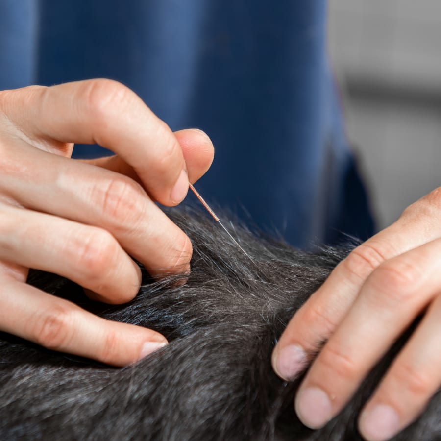 Veterinary Acupuncture in Vancouver | Vancouver Pet Acupuncture