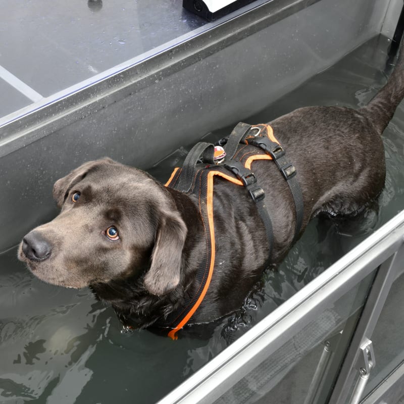 Hydrotherapy Treadmill | Mountain View Veterinary Hospital