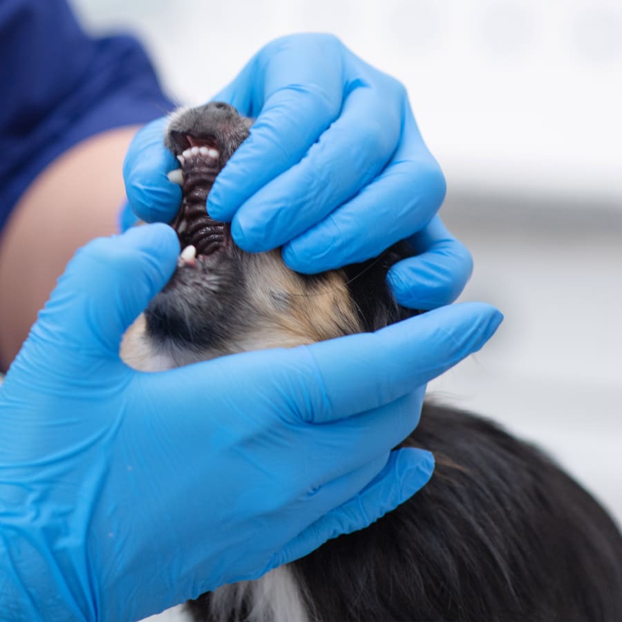 Dental Care Vancouver Veterinary Dentistry