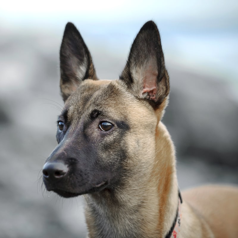 Nutrition Counseling