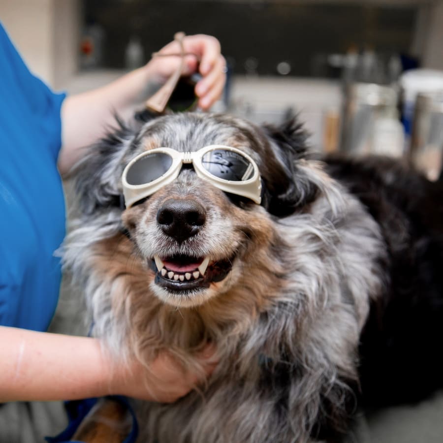 Cold Laser Therapy for Cats & Dogs in Vancouver