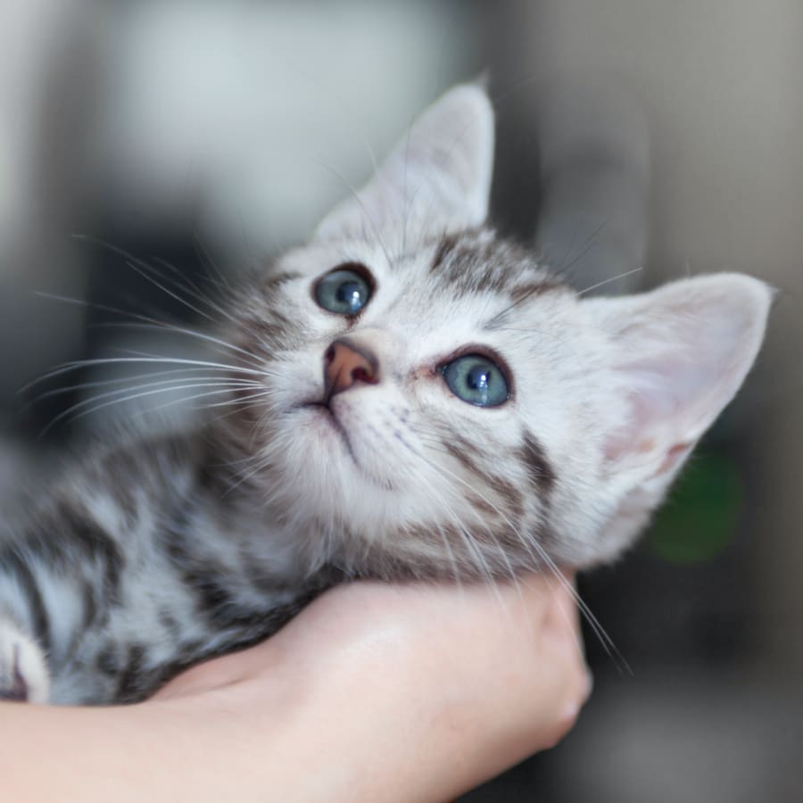 Kitten at  vet office in Vancouver