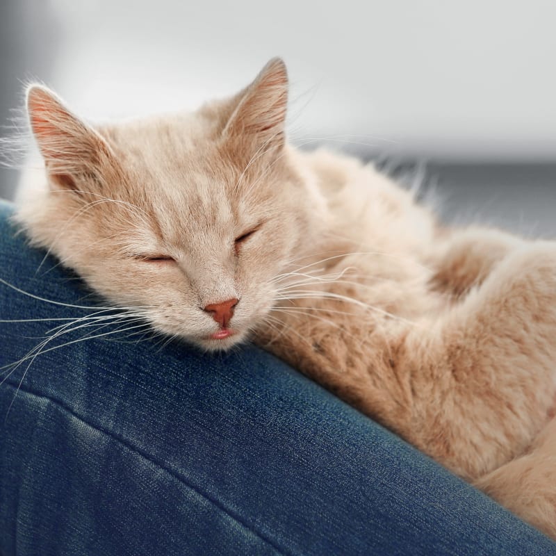 cat resting after veterinary physical therapy